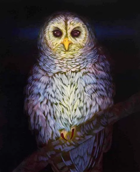 Untitled (owl)